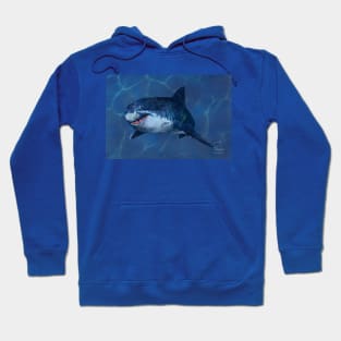 shark Hoodie